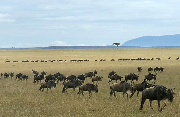 Kenya-Animals-Mara-Serengeti-Wonder
