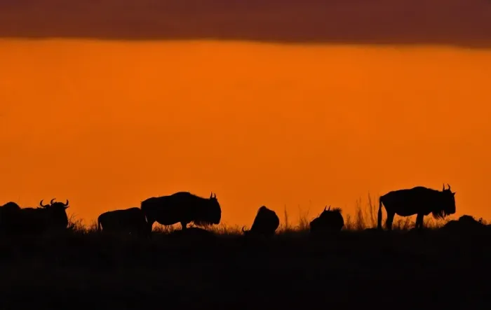 Framed Print : Kenya-Animals-Migration