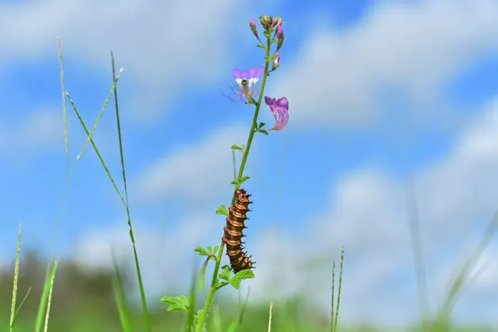 Framed Print : Kenya-Nature-caterpillar Framed Print : Kenya-Nature-caterpillar