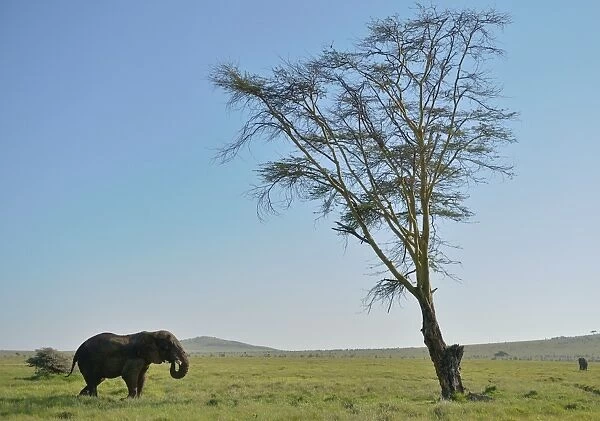 Kenya-Nature-Conservation-Elephant