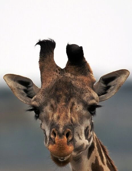 Kenya-Tourism-Giraffe