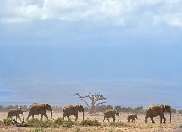 Kenya-Wildlife-Elephants
