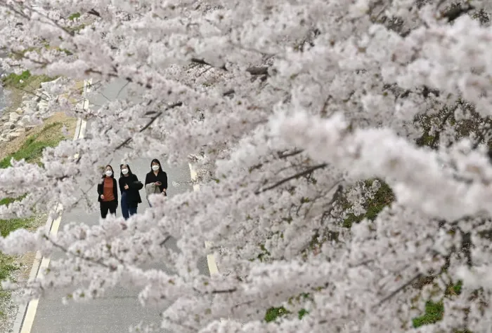 Framed Print : KOREA-WEATHER-LIFESTYLE-SPRING Framed Print : KOREA-WEATHER-LIFESTYLE-SPRING