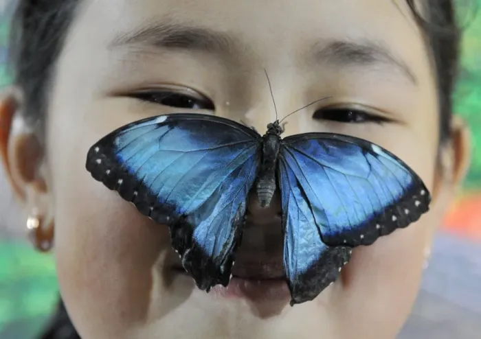 Framed Print : Kyrgyzstan-Butterfly-Exhibition