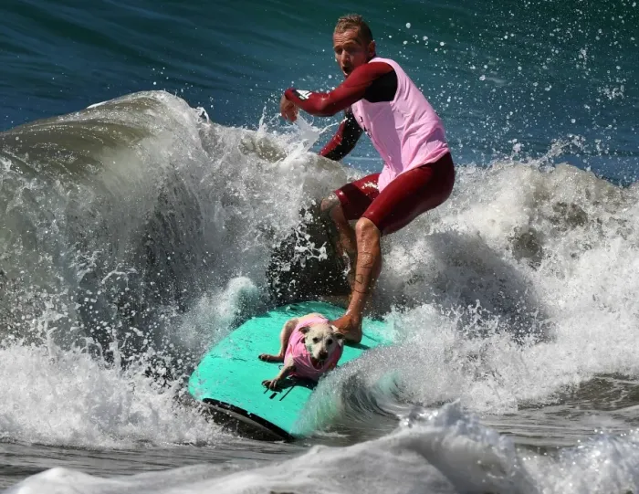 Framed Print : Lifestyle-Us-Animal-Pets-Dogs-Surfing Framed Print : Lifestyle-Us-Animal-Pets-Dogs-Surfing