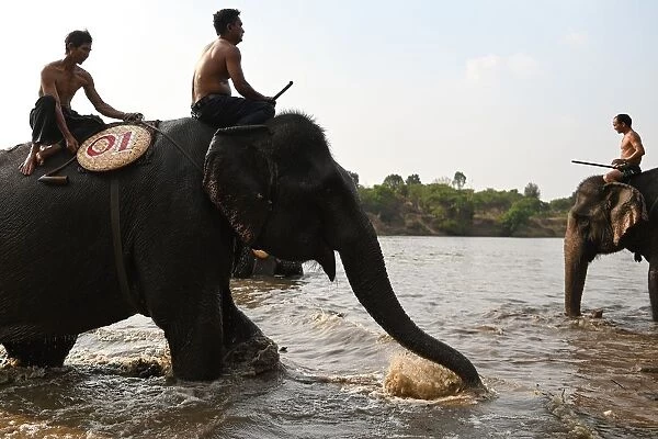 Mahouts prepare to take part in a river swimming race during the Buon Don elephant festival
