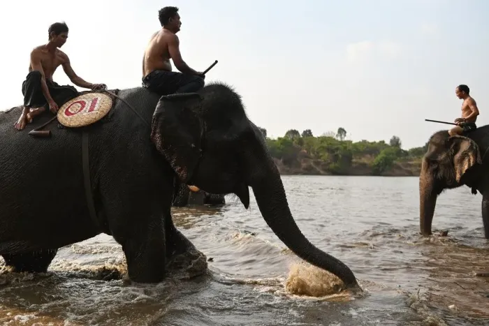 Framed Print : Mahouts prepare to take part in a river swimming race during the Buon Don elephant festival Framed Print : Mahouts prepare to take part in a river swimming race during the Buon Don elephant festival