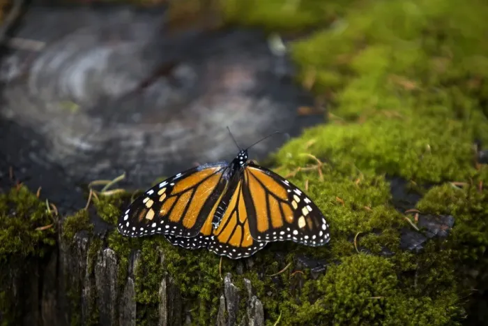 Framed Print : Mexico-Animals-Monarch-Butterflies