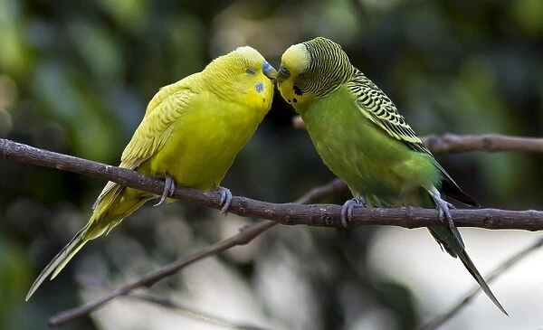 Mexico-Birds-Australian Parrots