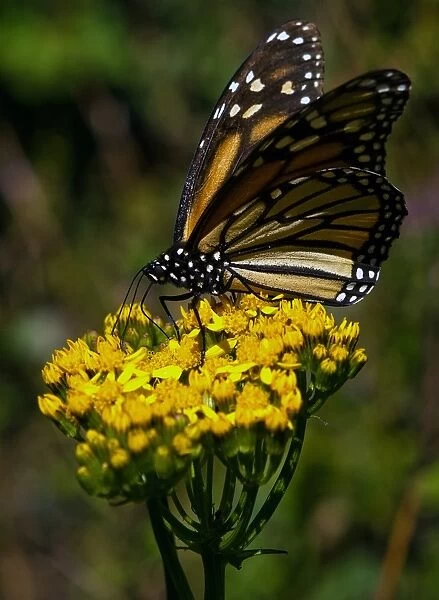 Mexico - Monarch Butterflies