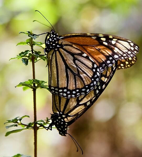 Mexico-Monarch-Butterflies-Unesco