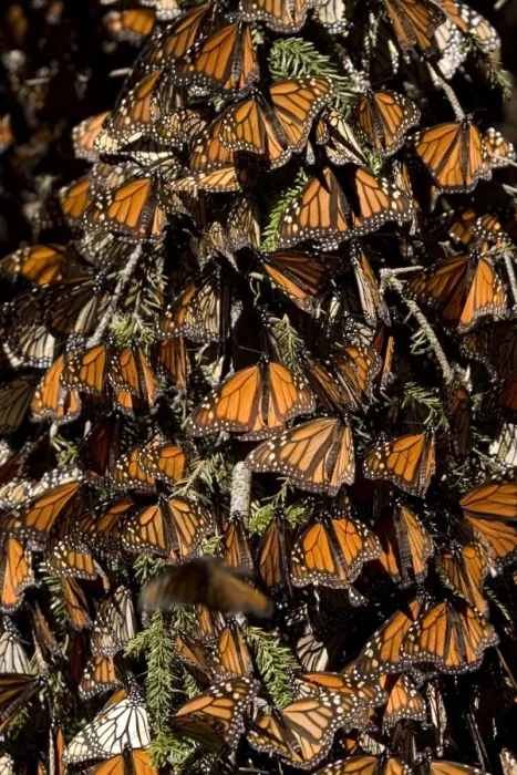 Framed Print : Mexico-Monarch-Butterfly Framed Print : Mexico-Monarch-Butterfly
