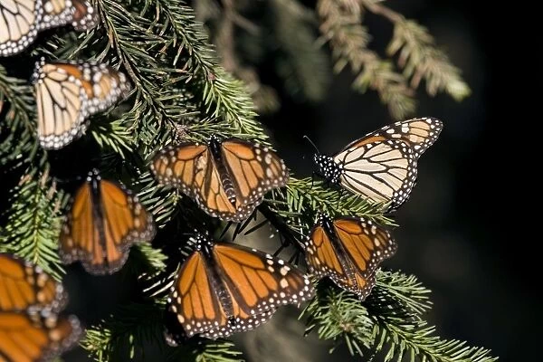 Mexico-Monarch-Butterfly