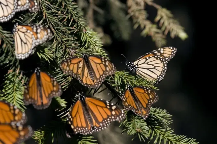 Framed Print : Mexico-Monarch-Butterfly Framed Print : Mexico-Monarch-Butterfly