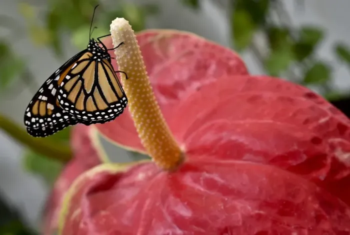 Framed Print : Mexico-Nature-Butterflies