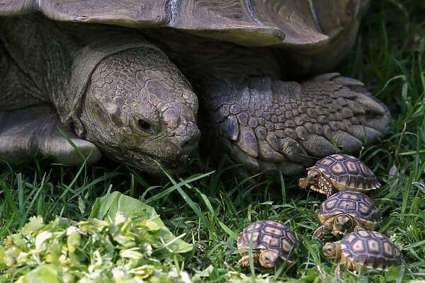 Mexico-Zoo-Turtles