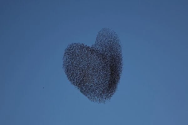 Migrating Starlings Traditional Dance Fly