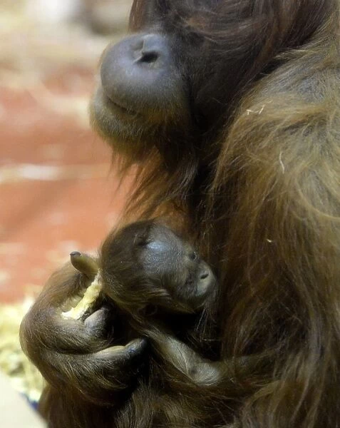 A new-born Orangutan (Pongo abelii) baby is held by her 12-year-old mother Jula
