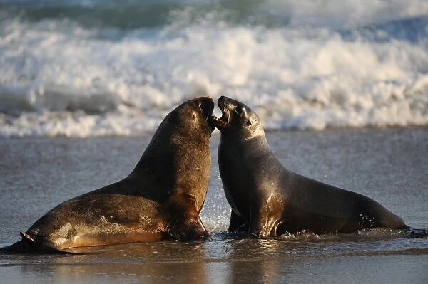 New Zealand-Animal-Feature-Seals
