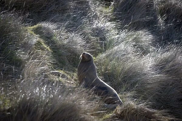 New Zealand-Animal- Sea Lion