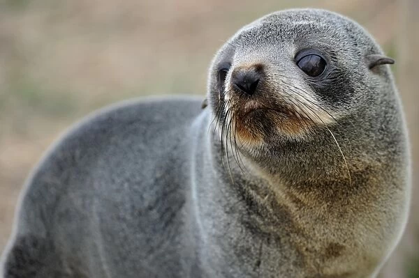 New Zealand-Animal-Seal