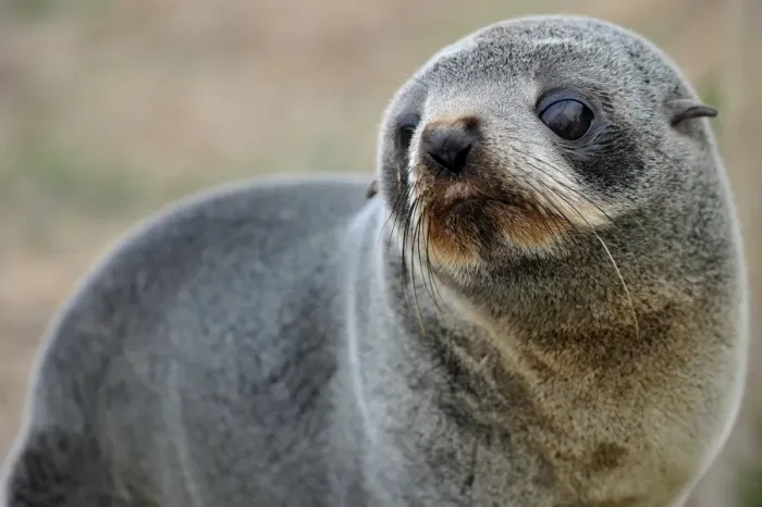 Framed Print : New Zealand-Animal-Seal