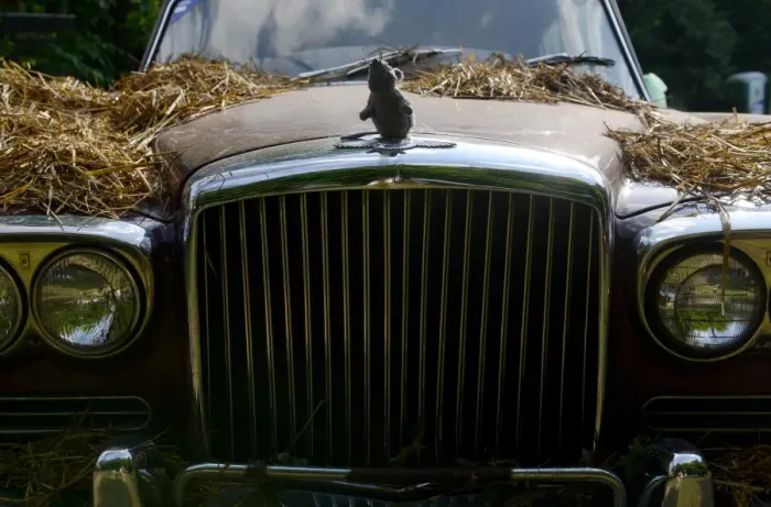 Framed Print : Old Bentley Continental with a Plush Mouse on the Logo