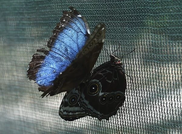 Panama-Butterfly-Farm-Inauguration