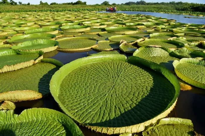 Framed Print : Paraguay-Nature-Water Lily-Victoria