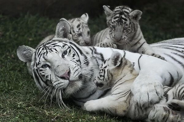 Peru-Animals-White Bengal Tigers