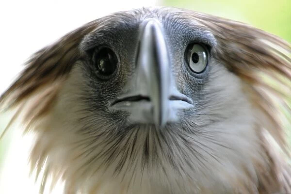 Philippines-Environment-Wild Life-Eagle