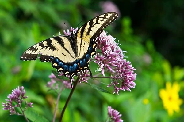 This photo taken August 9, 2014 shows an Eastern Tiger Swallowtail along Skyline
