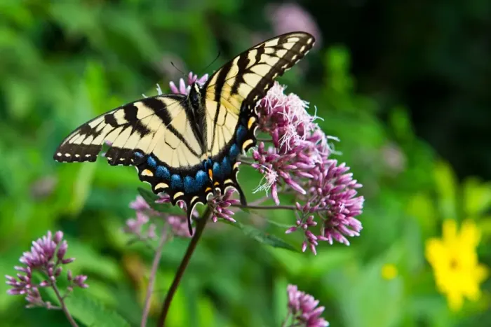 Framed Print : This photo taken August 9, 2014 shows an Eastern Tiger Swallowtail along Skyline Framed Print : This photo taken August 9, 2014 shows an Eastern Tiger Swallowtail along Skyline