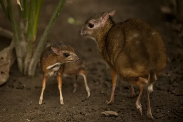 Framed Print : A picture taken on April 25, 2014 shows a Java mouse-deer cub, one of the world s Framed Print : A picture taken on April 25, 2014 shows a Java mouse-deer cub, one of the world s