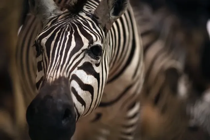 Framed Print : This picture taken on September 16, 2014 shows a stuffed zebra in the Evolution s