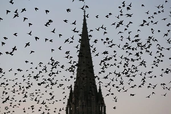 Pigeons fly over the northwestern city of Caen on October 8, 2015