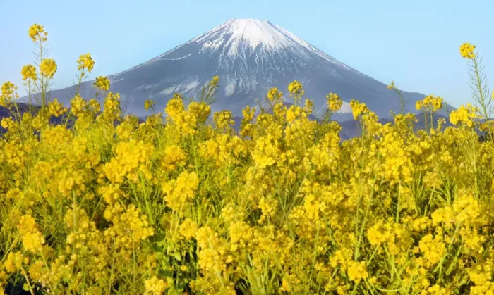 Framed Print : Rape Blossoms in full bloom, Mount Fuji Framed Print : Rape Blossoms in full bloom, Mount Fuji
