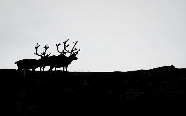 Reindeers can be seen during the first stage of the Arctic Race of Norway between Hammerfest
