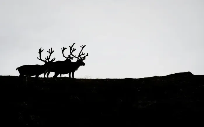 Framed Print : Reindeers can be seen during the first stage of the Arctic Race of Norway between Hammerfest Framed Print : Reindeers can be seen during the first stage of the Arctic Race of Norway between Hammerfest