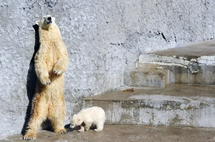Framed Print : Russia-Animals-Polar Bear-Cub