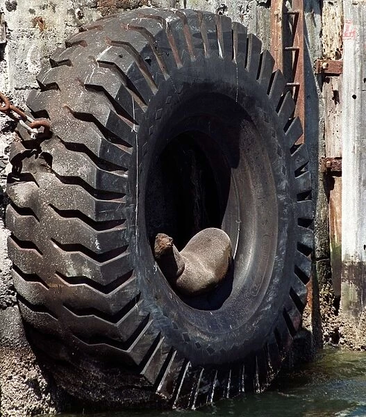 Safrica-Seal-Summer. A Cape fur seal takes an afternoon snooze in a tyre suspended