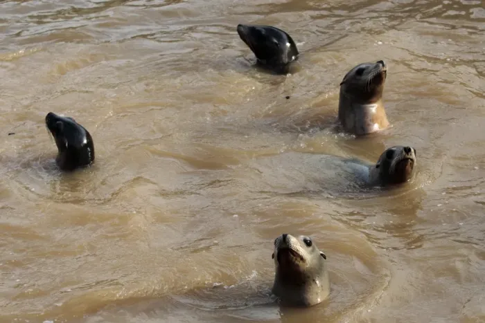 Framed Print : Sea lions swim in a muddy and dirty water in the zoo of Marineland on October 5, 2015 in Antibes Framed Print : Sea lions swim in a muddy and dirty water in the zoo of Marineland on October 5, 2015 in Antibes
