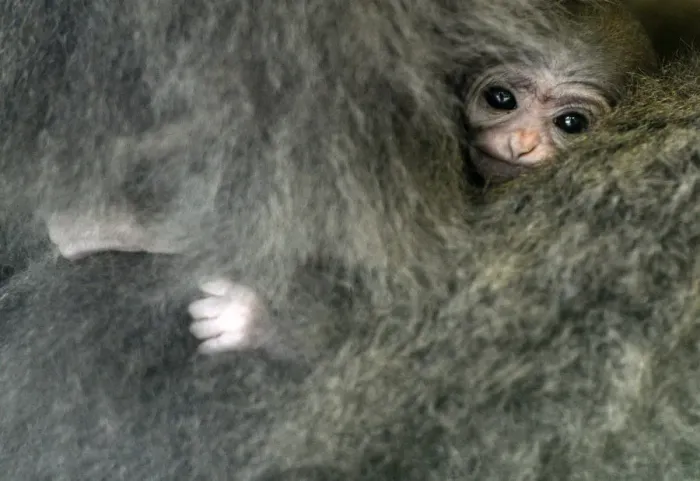 Framed Print : Silvery gibbon Alangalang holds her one week old baby