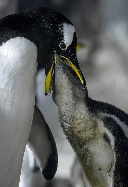 Spain-Animals-Faunia-Penguin