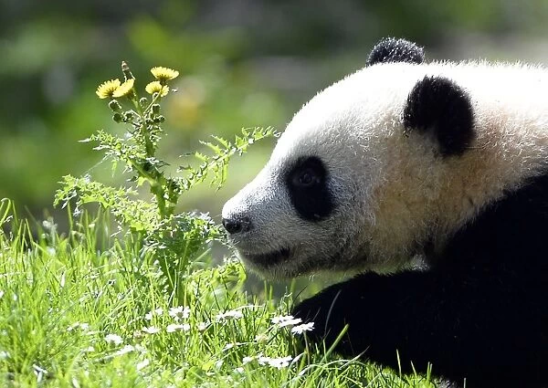 Spain-China-Animal-Panda