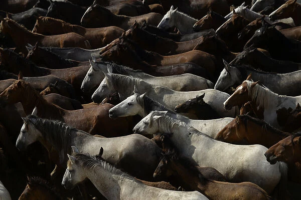 Spain-Tradition-Cattle-Horses-Donana