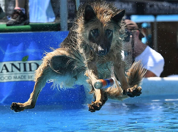 Splash Dogs Jumping Competition