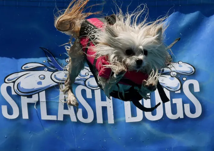 Framed Print : Splash Dogs Jumping Competition