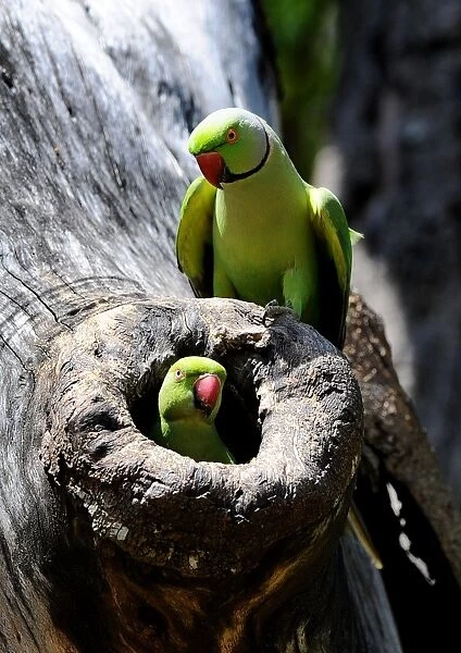Sri Lanka-Environment-Birds