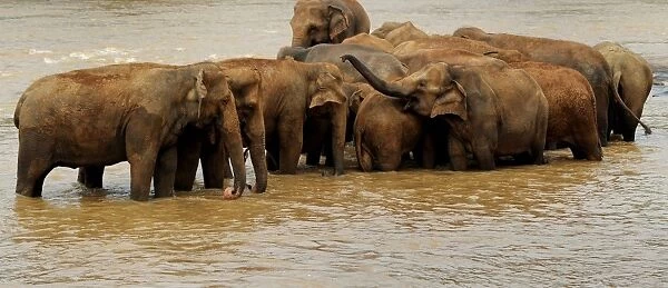 Sri Lanka - Wildlife - Elephants